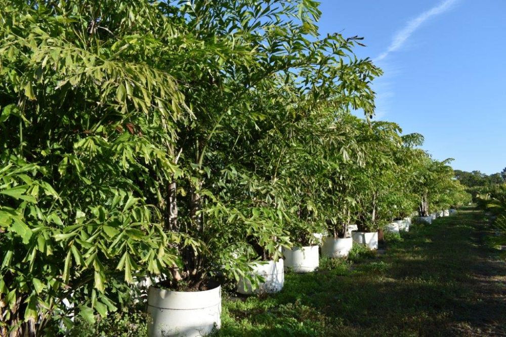 caryota-mitis-fishtail-palm