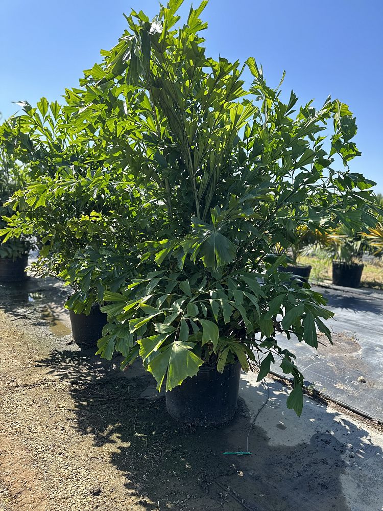 caryota-mitis-fishtail-palm