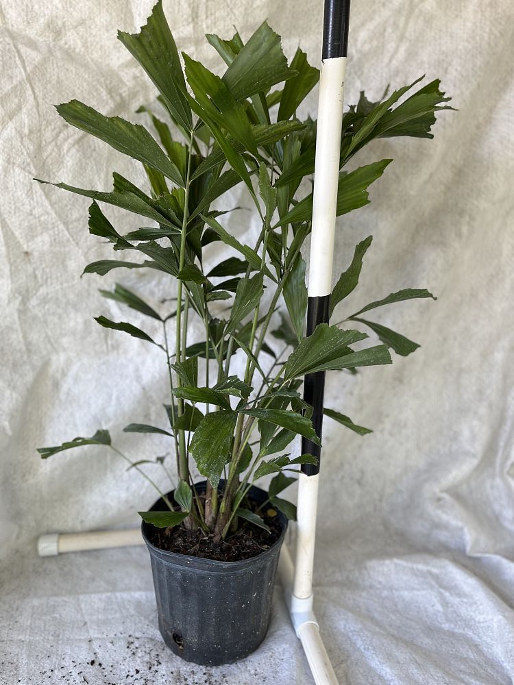 caryota-mitis-fishtail-palm