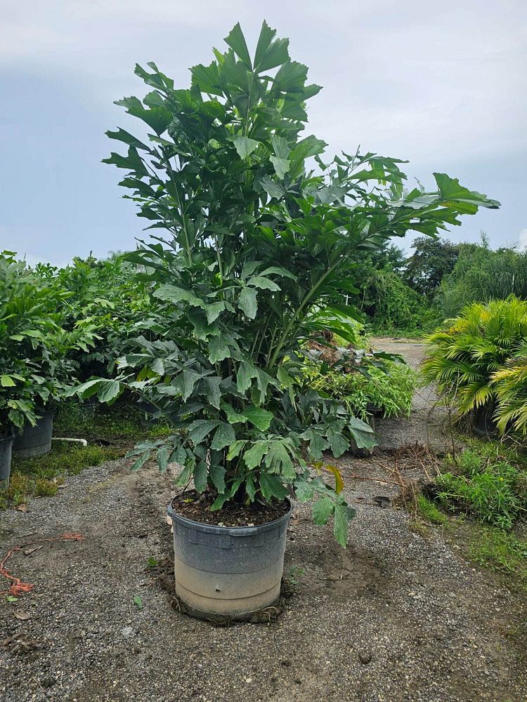 caryota-mitis-fishtail-palm