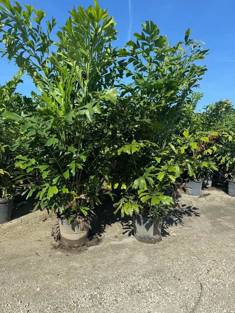caryota-mitis-fishtail-palm