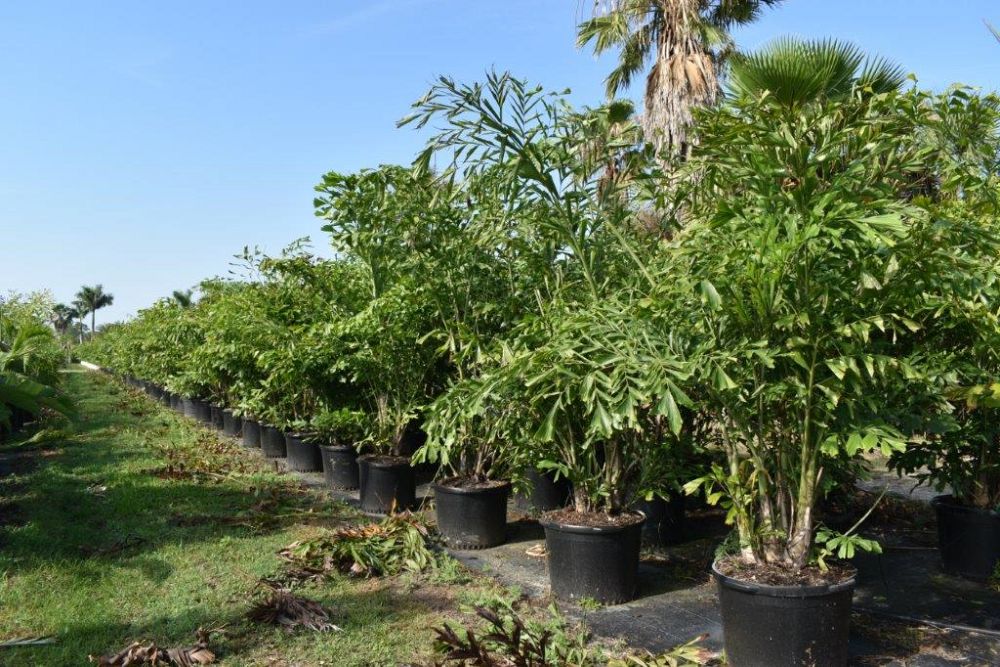 caryota-mitis-fishtail-palm