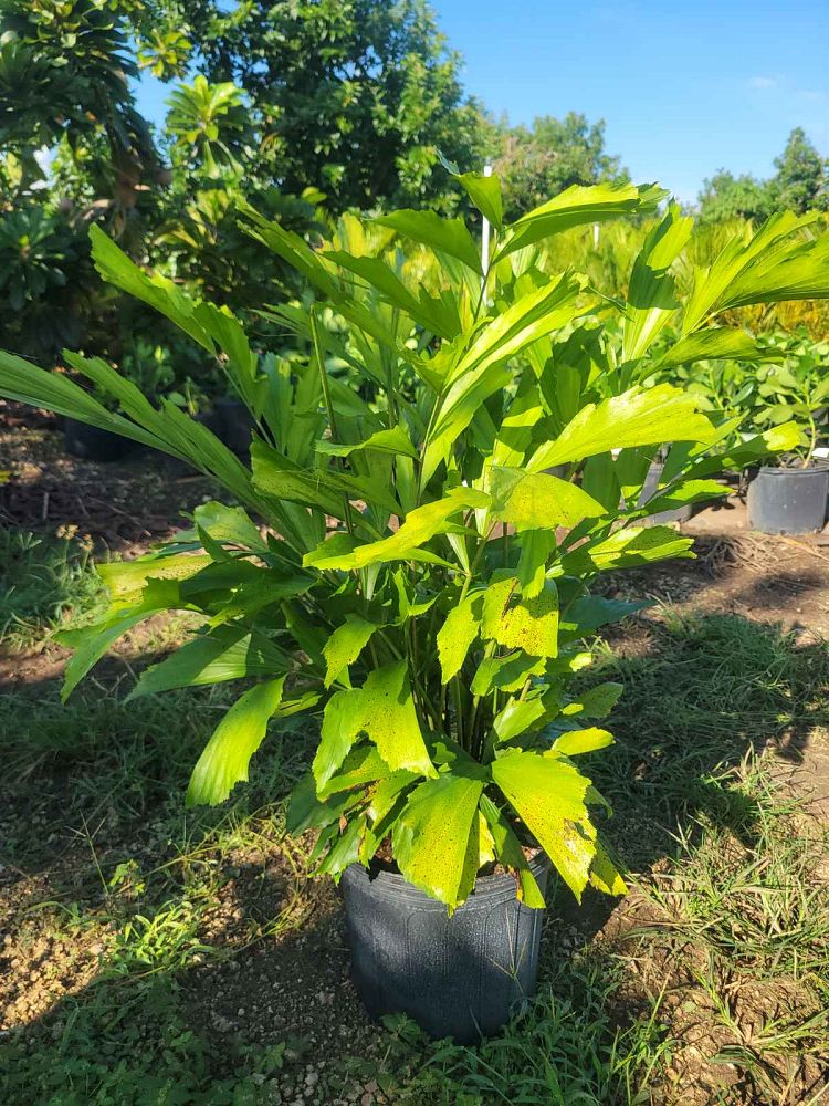 caryota-mitis-fishtail-palm