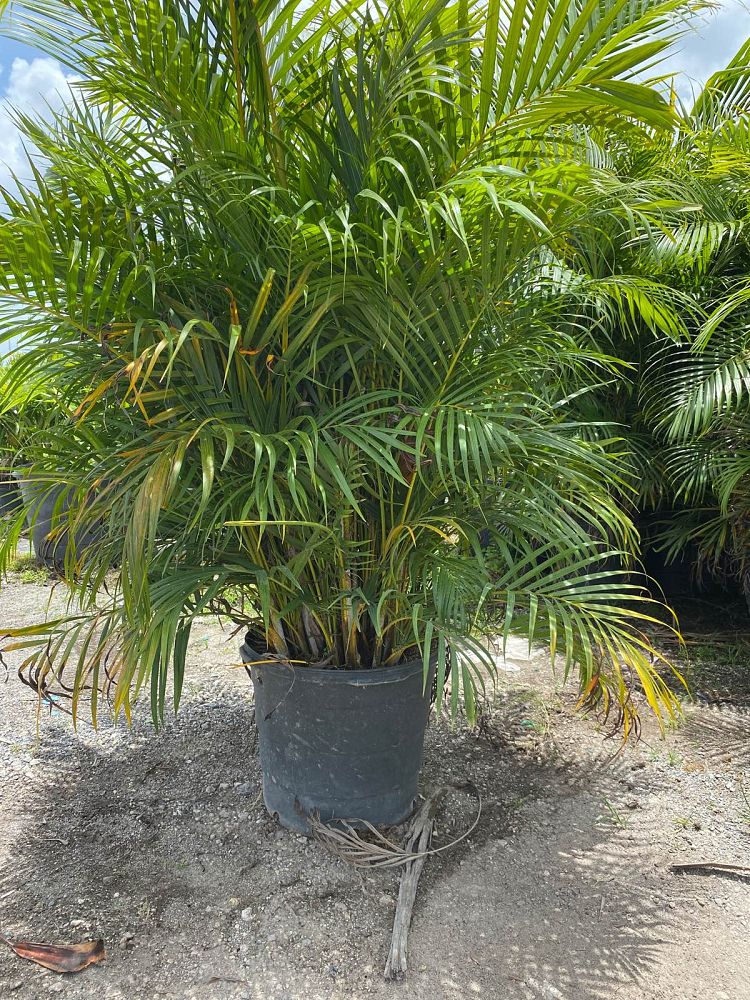 caryota-mitis-fishtail-palm