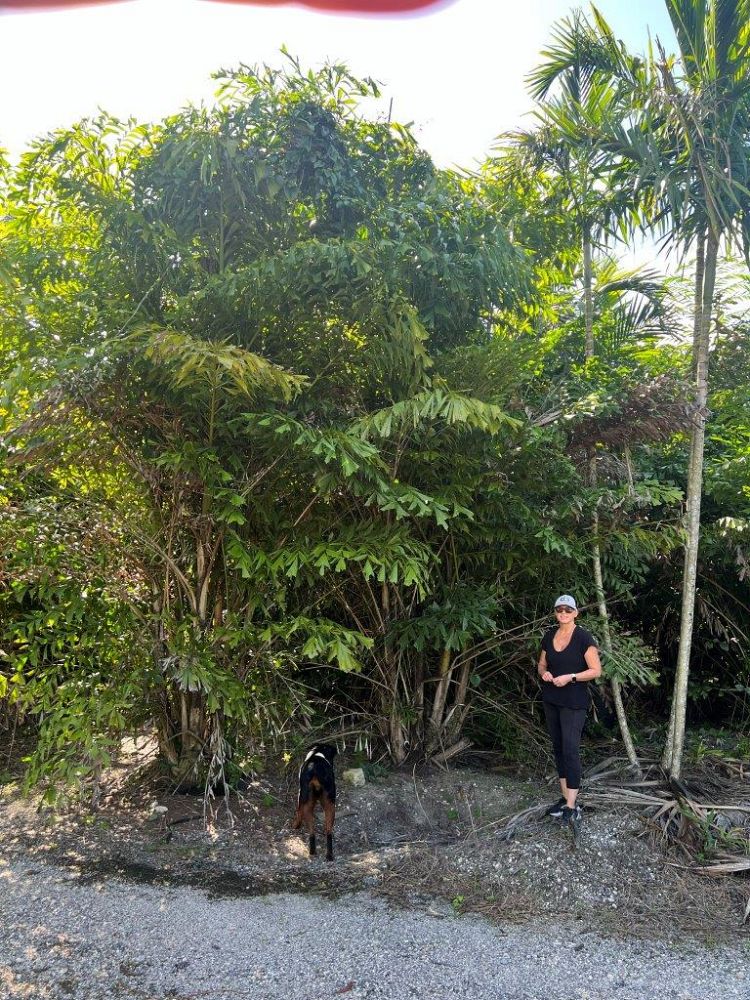 caryota-mitis-fishtail-palm