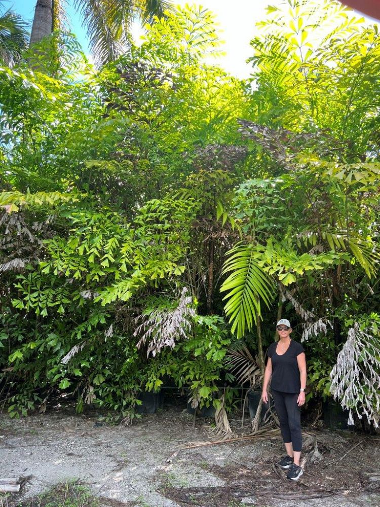 caryota-mitis-fishtail-palm