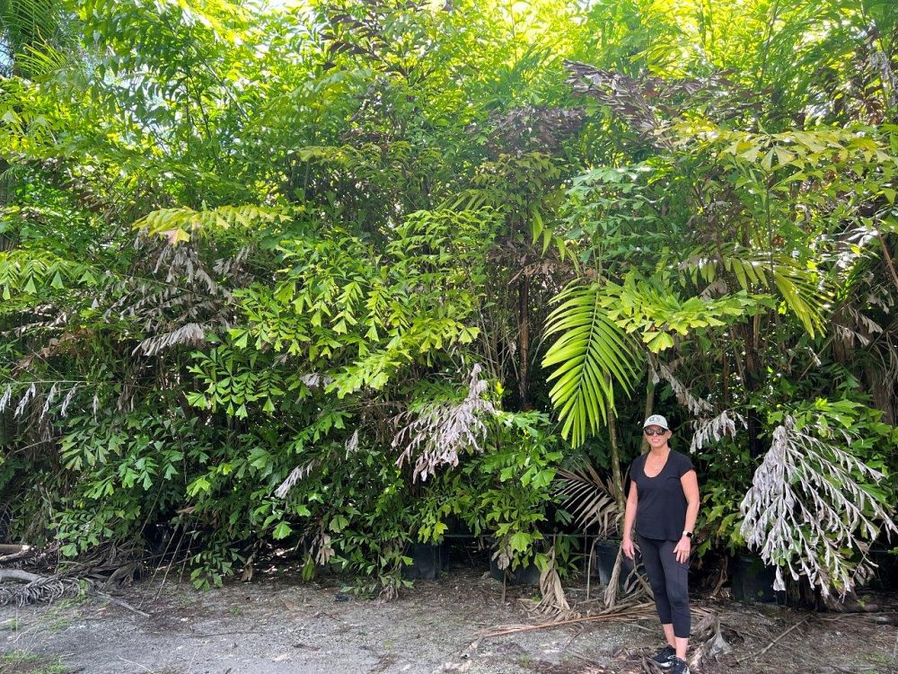 caryota-mitis-fishtail-palm