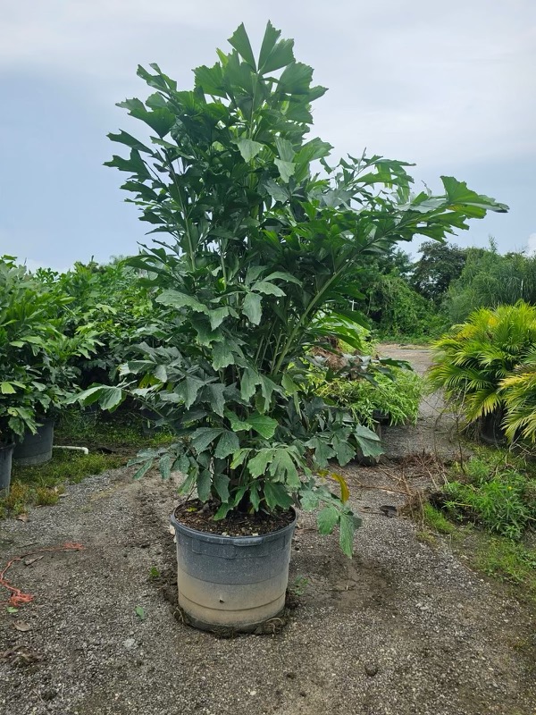 caryota-mitis-fishtail-palm