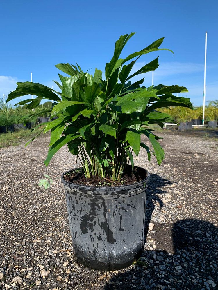 caryota-mitis-fishtail-palm