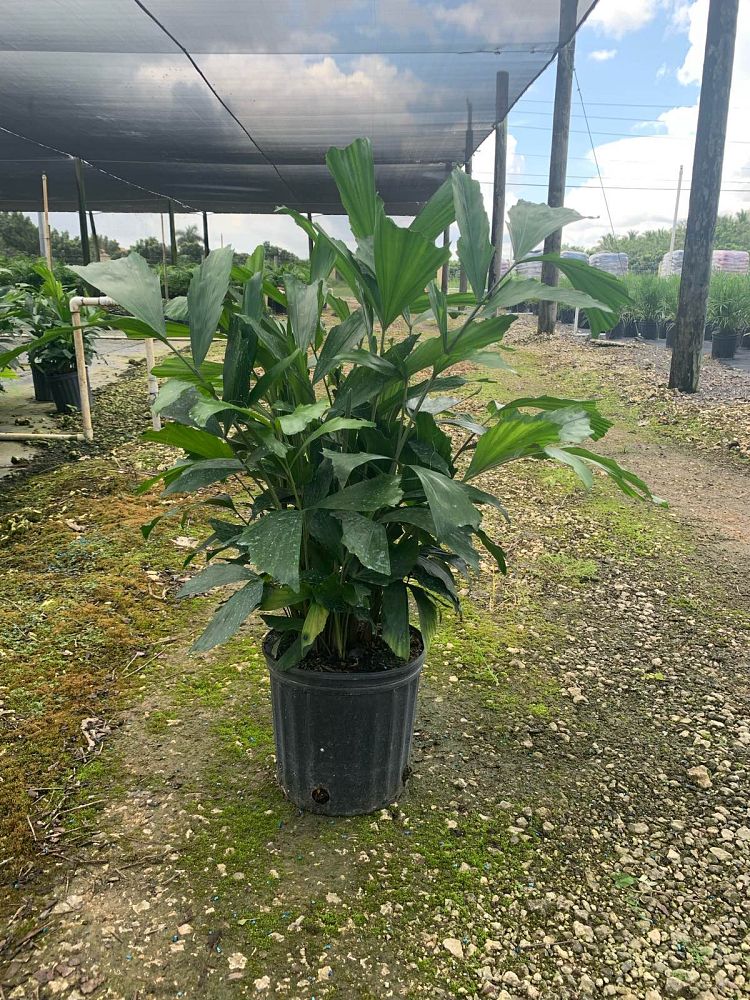 caryota-mitis-fishtail-palm