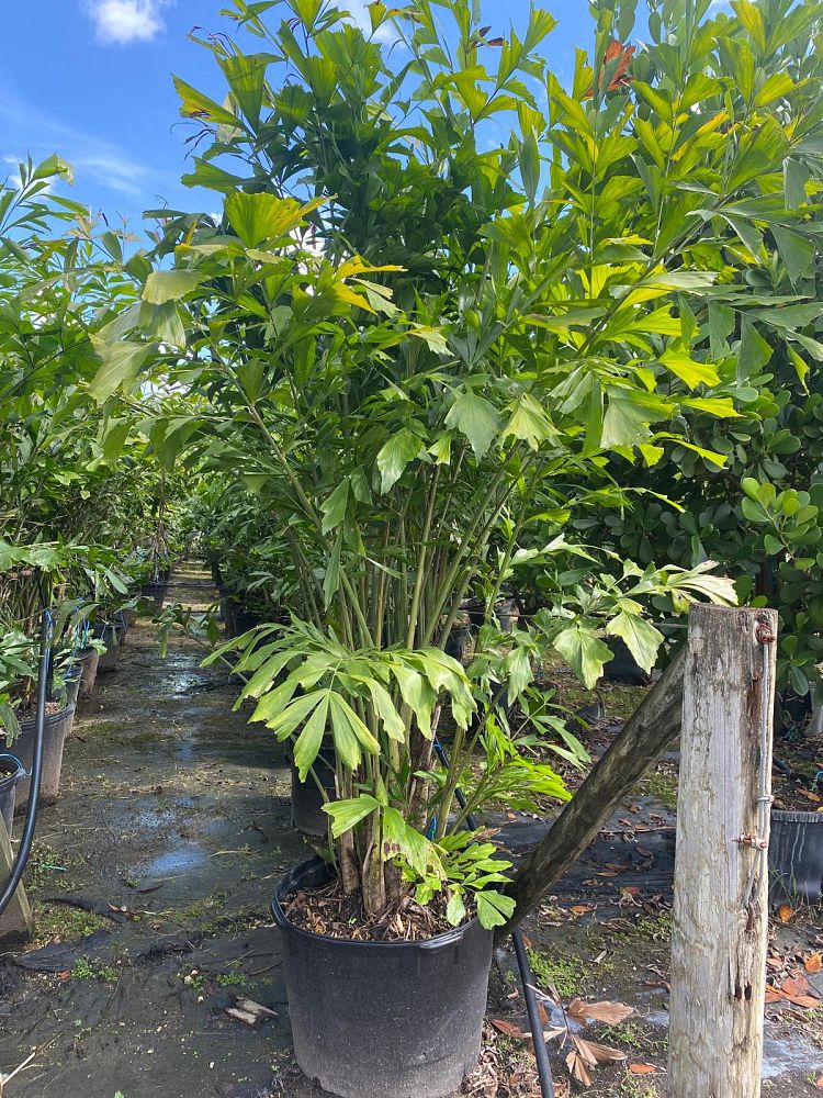 caryota-mitis-fishtail-palm