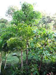 caryota-mitis-fishtail-palm