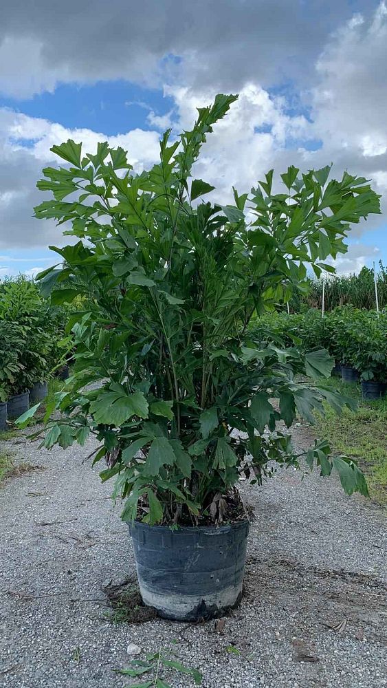 caryota-mitis-fishtail-palm