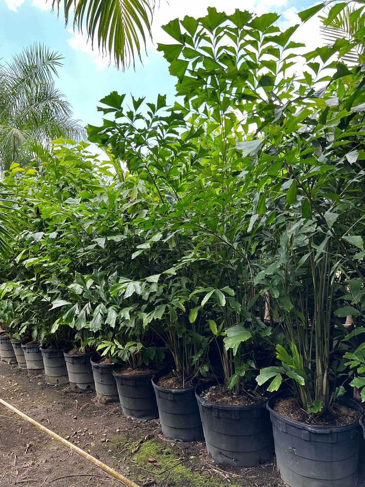 caryota-mitis-fishtail-palm