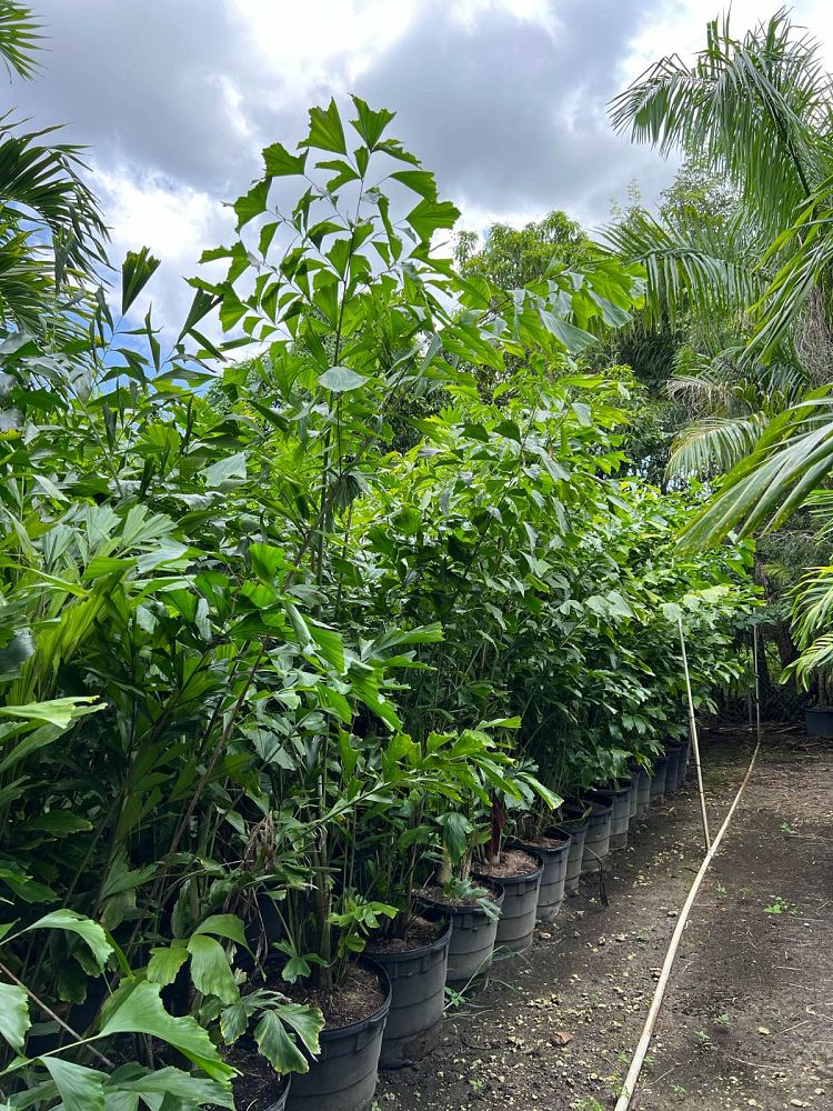 caryota-mitis-fishtail-palm