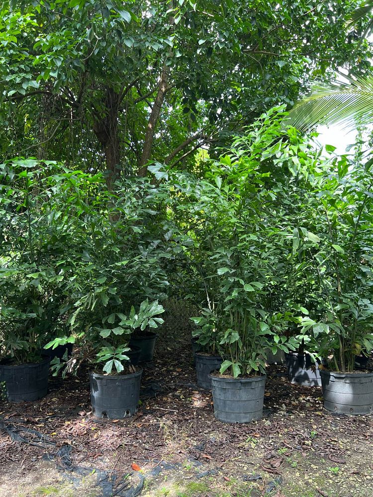 caryota-mitis-fishtail-palm