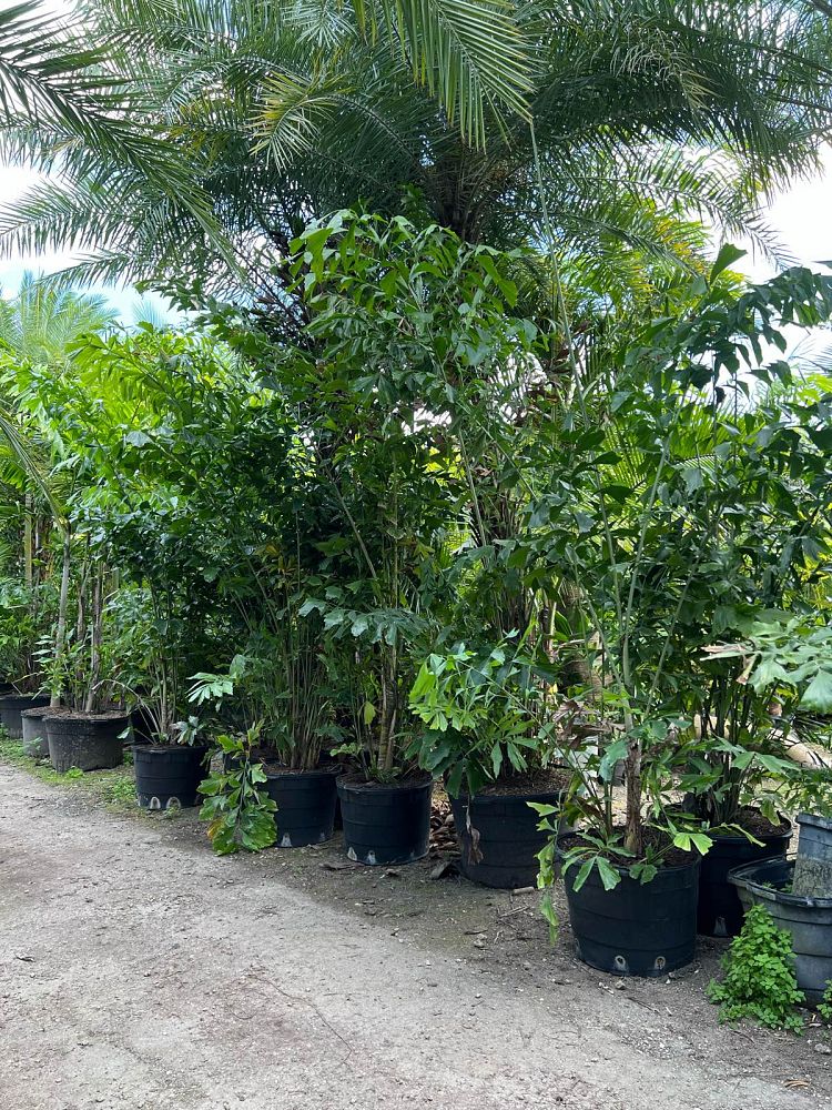 caryota-mitis-fishtail-palm