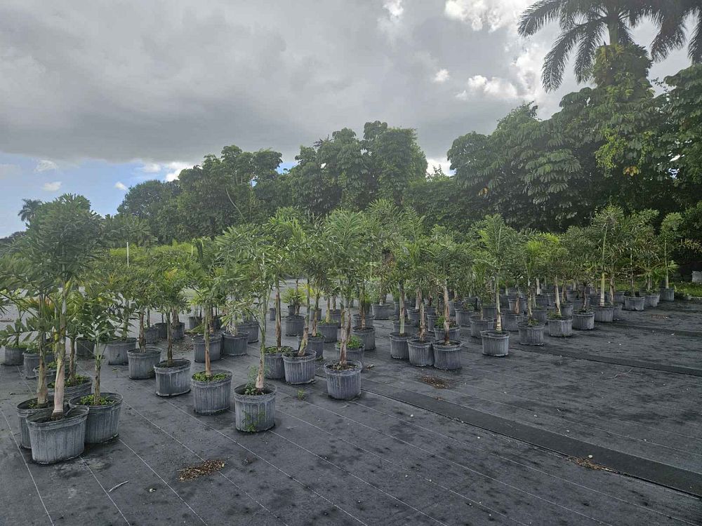 caryota-mitis-fishtail-palm