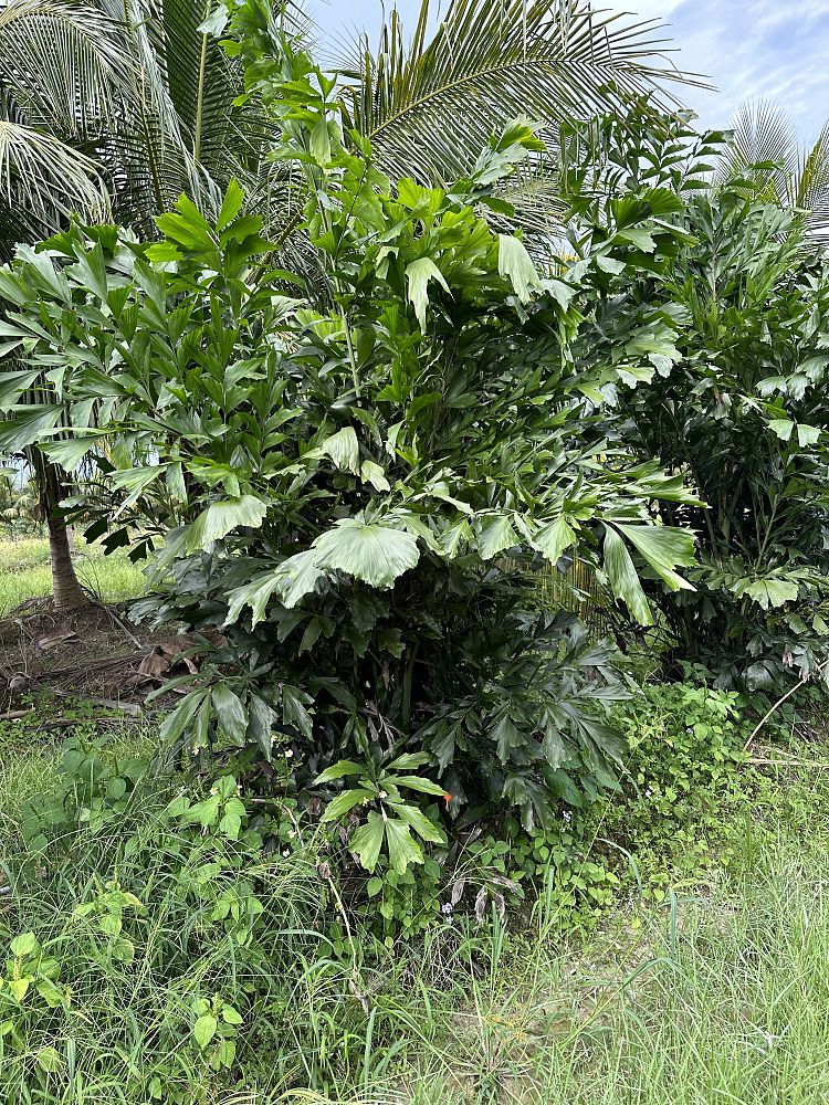 caryota-mitis-fishtail-palm