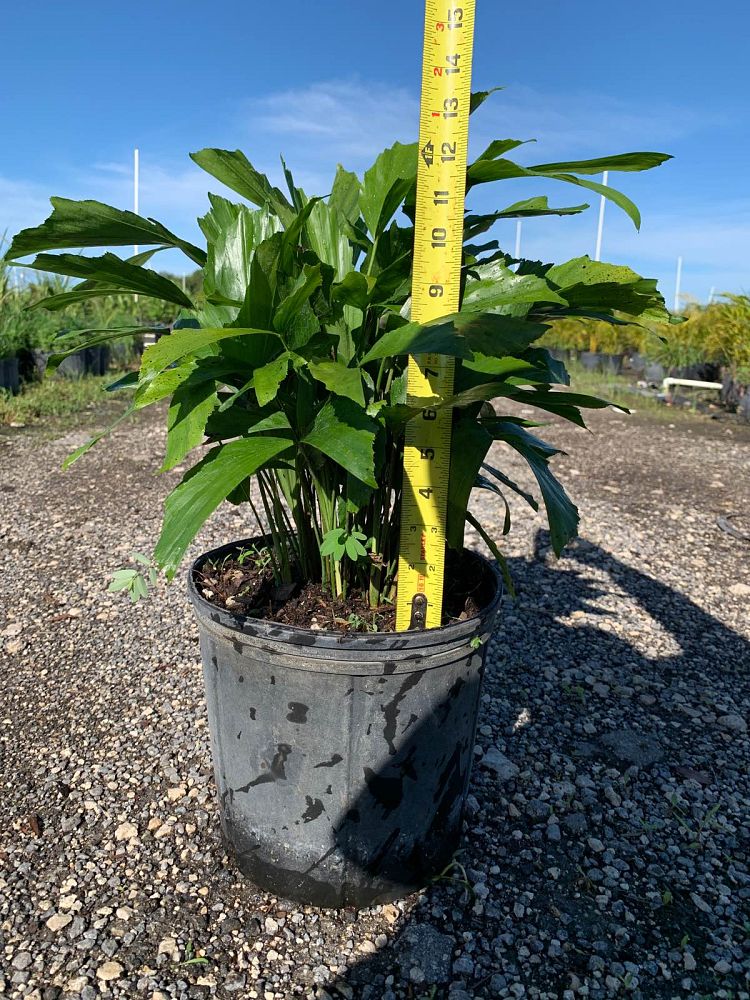caryota-mitis-fishtail-palm