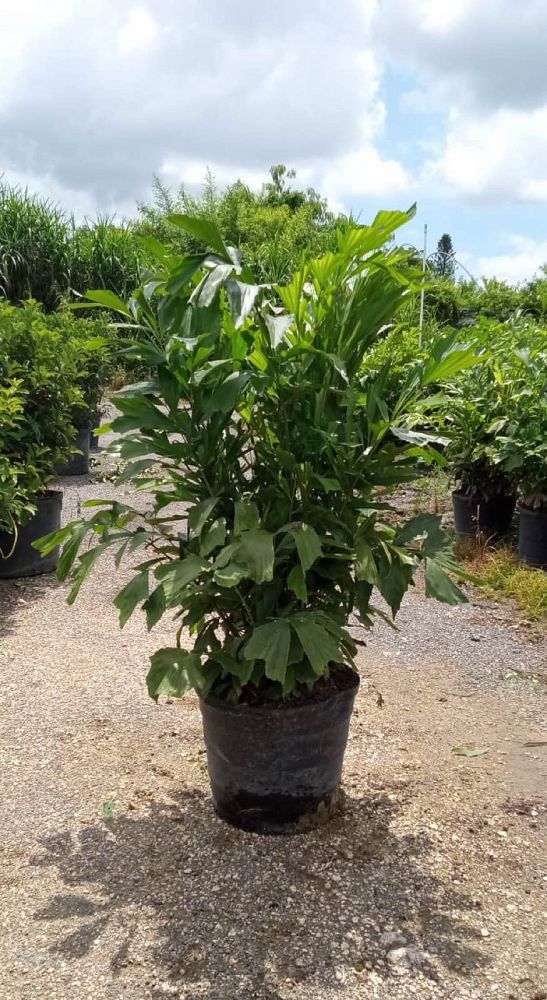 caryota-mitis-fishtail-palm
