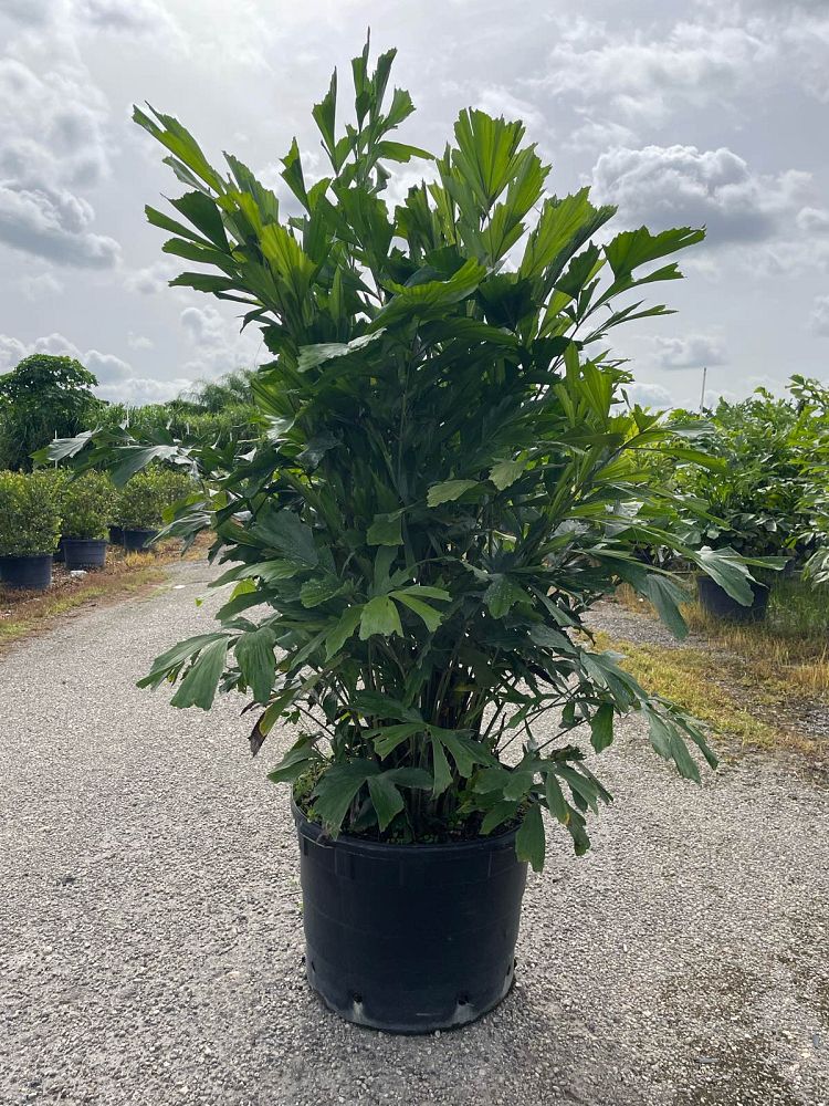 caryota-mitis-fishtail-palm