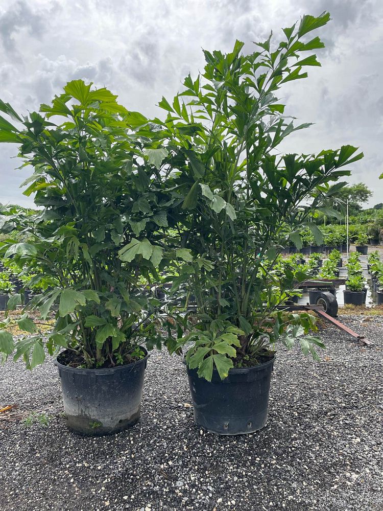 caryota-mitis-fishtail-palm