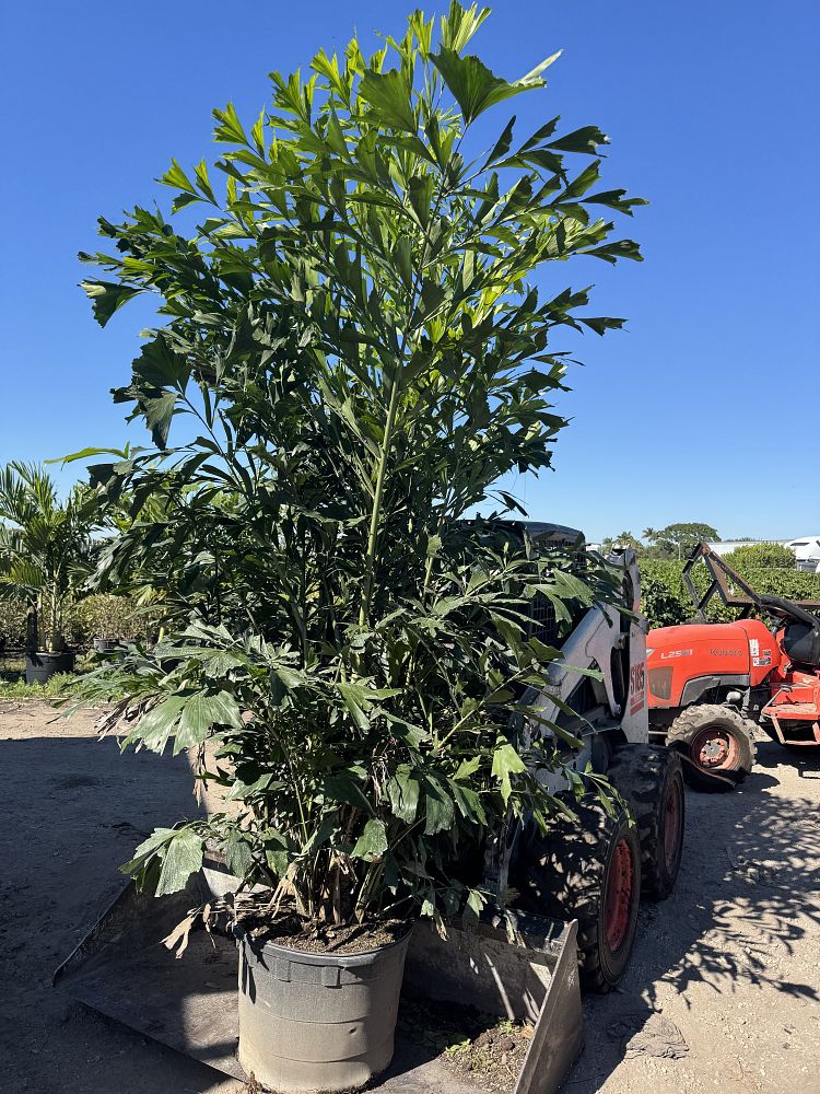 caryota-mitis-fishtail-palm
