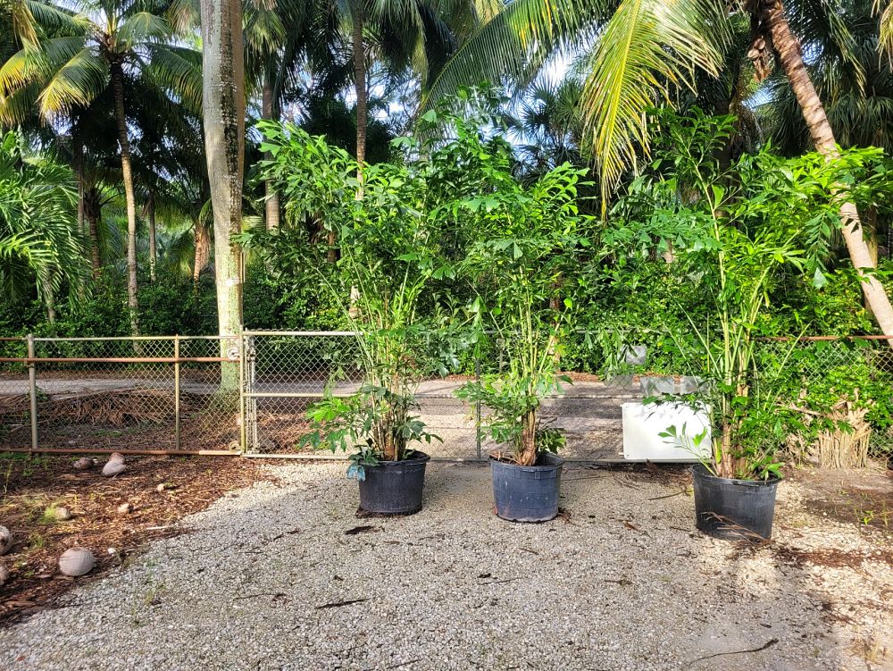 caryota-mitis-fishtail-palm