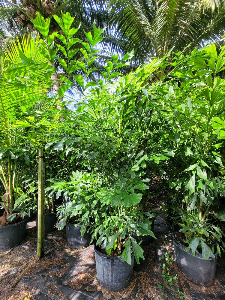 caryota-mitis-fishtail-palm