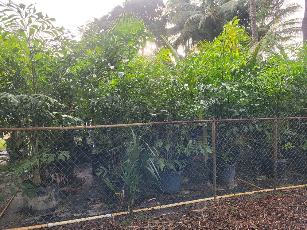 caryota-mitis-fishtail-palm