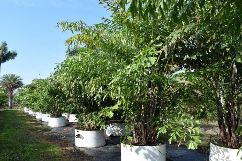 caryota-mitis-fishtail-palm