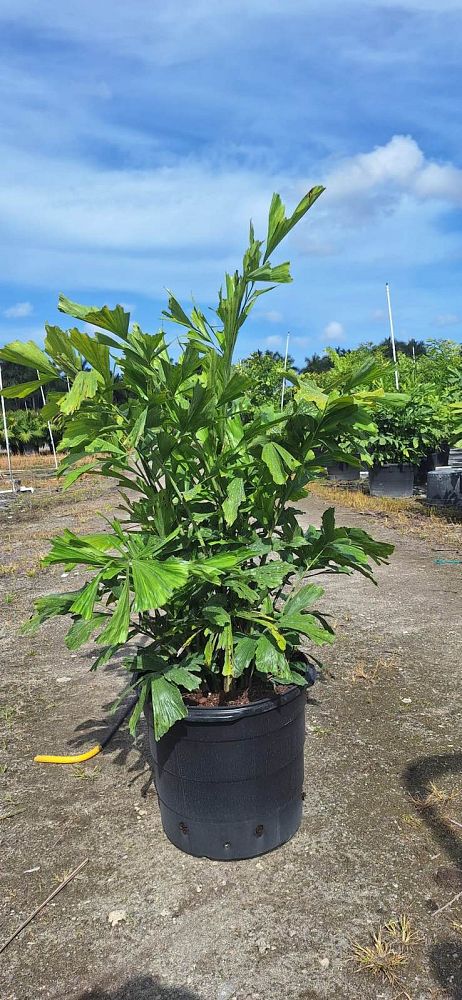 caryota-mitis-fishtail-palm