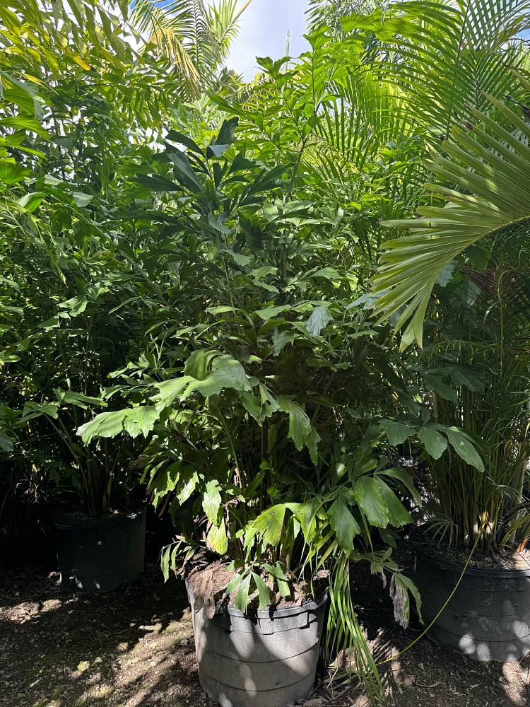 caryota-mitis-fishtail-palm