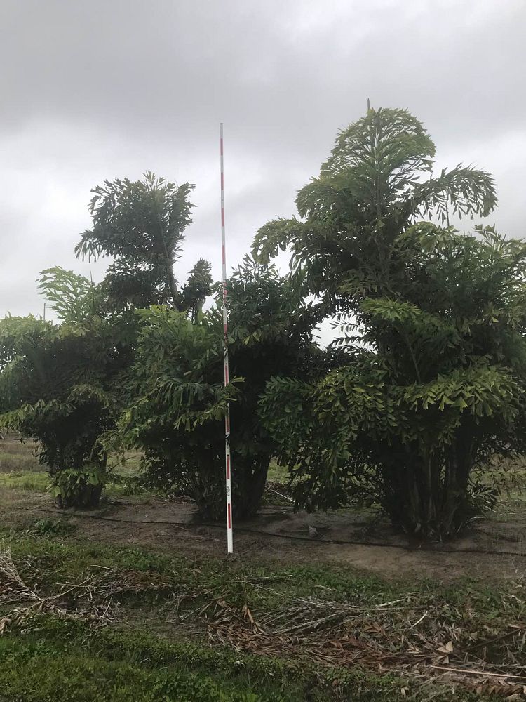 caryota-mitis-fishtail-palm