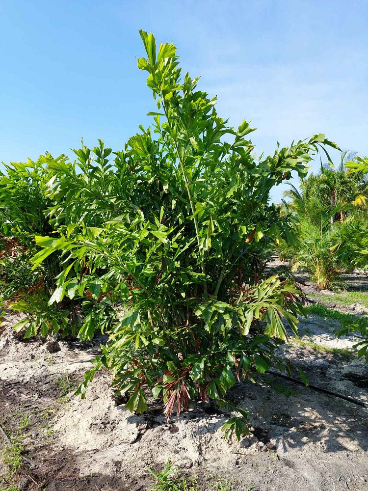 caryota-mitis-fishtail-palm