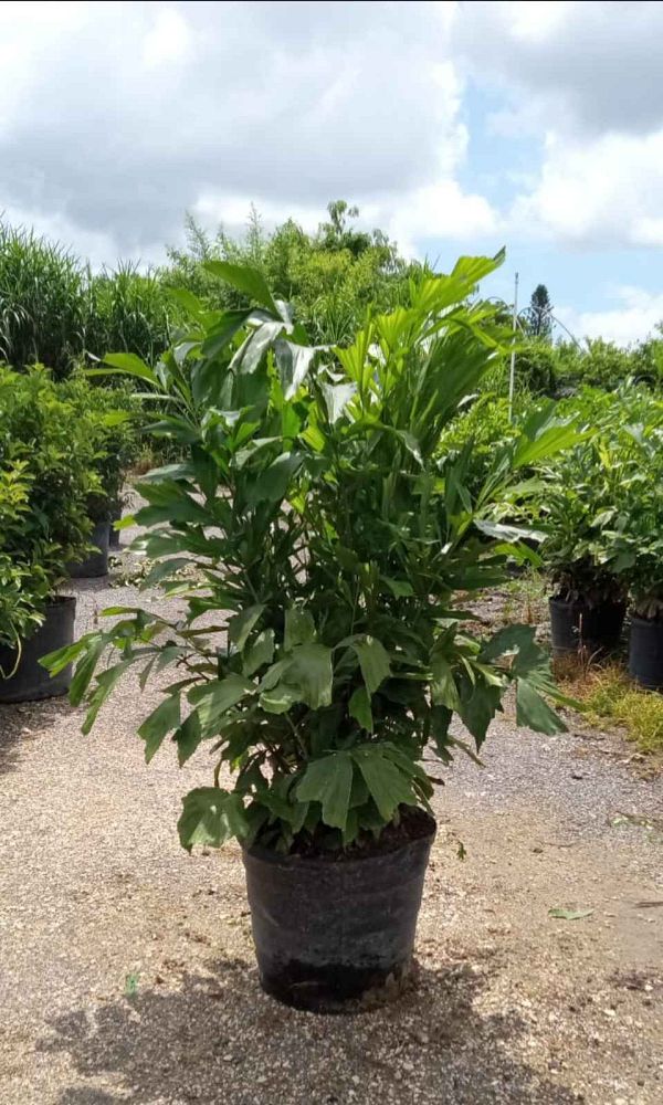 caryota-mitis-fishtail-palm