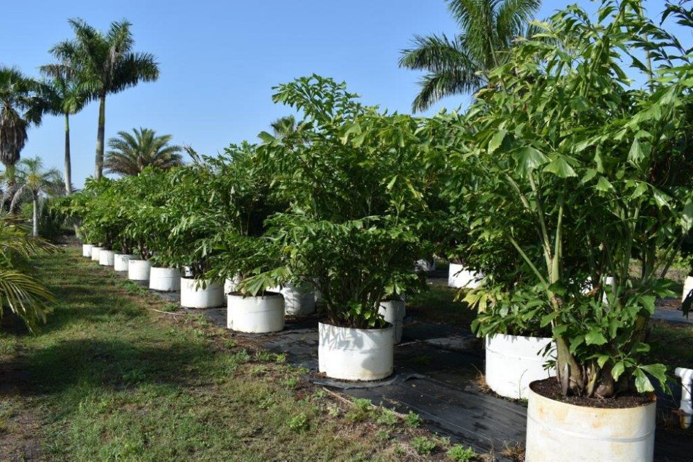 caryota-mitis-fishtail-palm