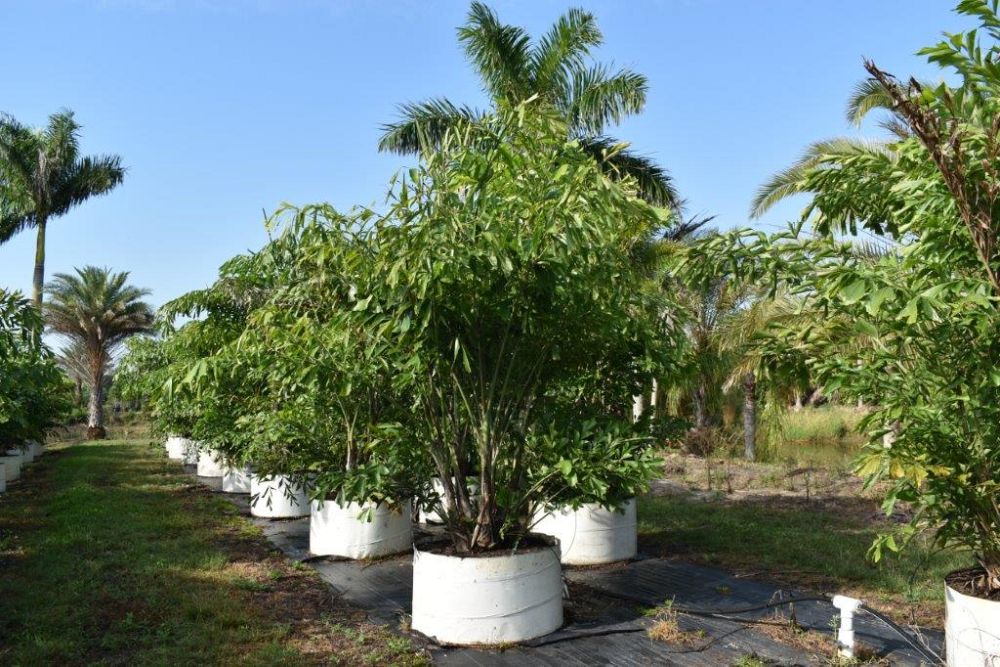 caryota-mitis-fishtail-palm