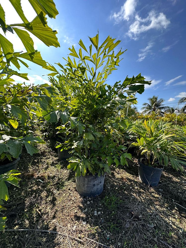 caryota-mitis-fishtail-palm