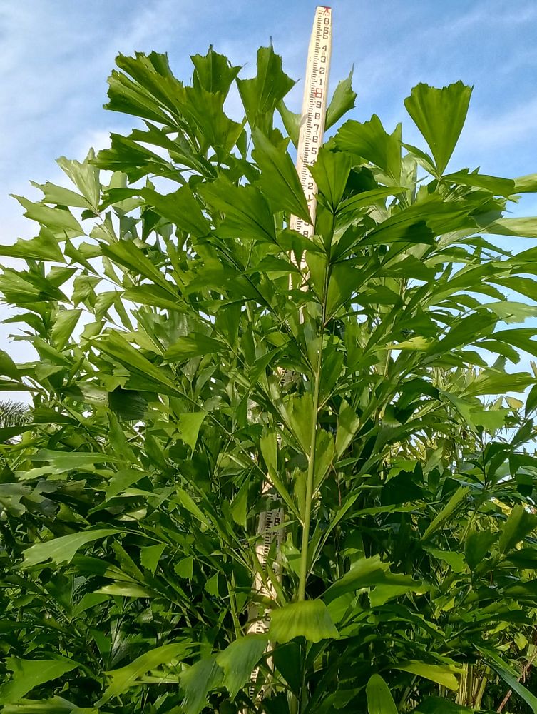 caryota-mitis-fishtail-palm