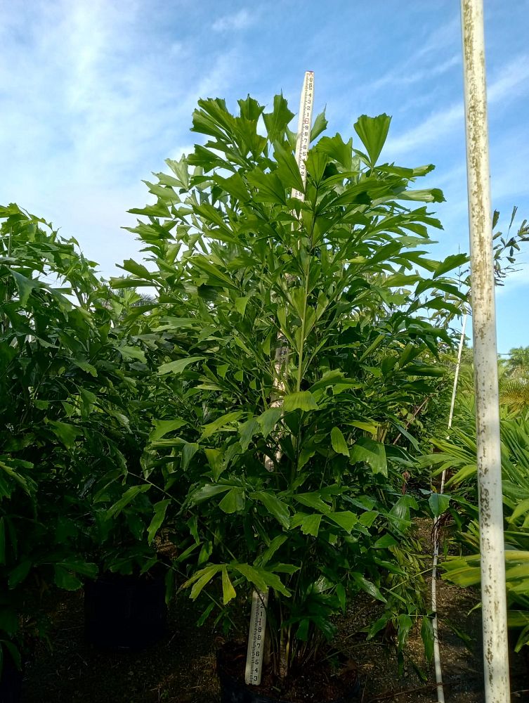 caryota-mitis-fishtail-palm