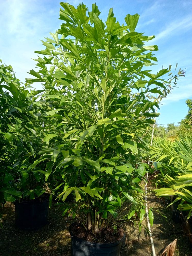 caryota-mitis-fishtail-palm