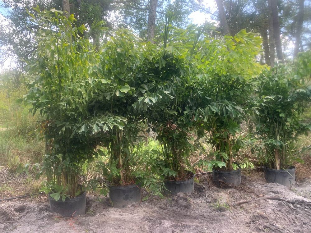 caryota-mitis-fishtail-palm