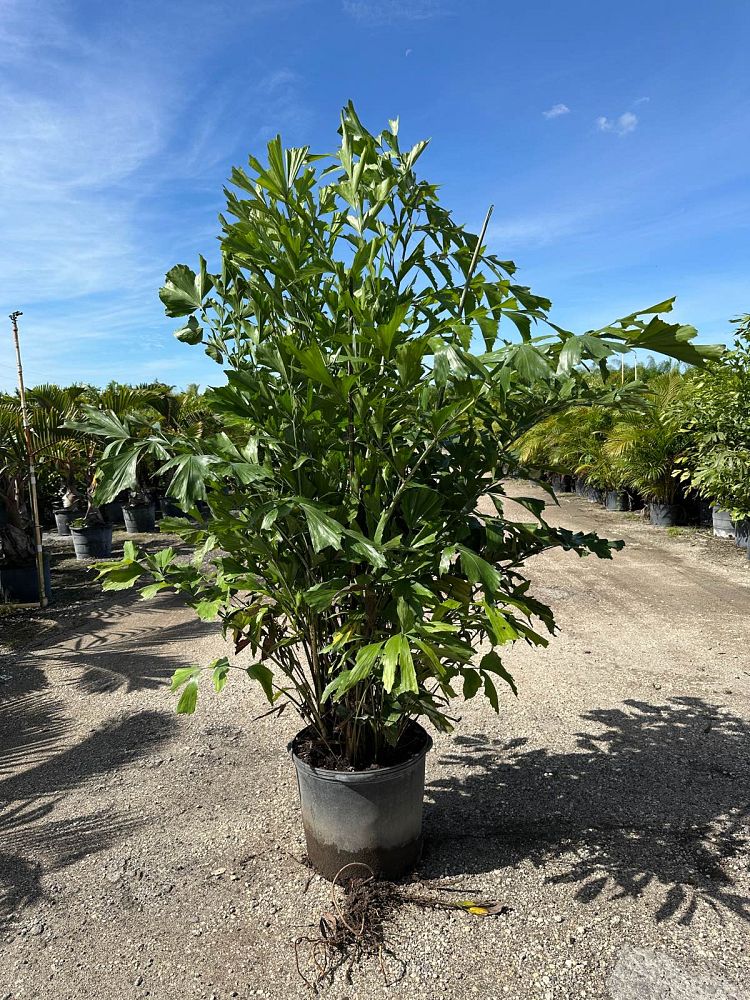 caryota-mitis-fishtail-palm
