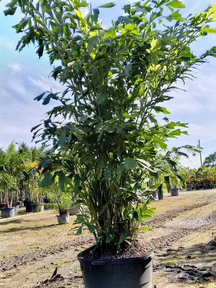 caryota-mitis-fishtail-palm