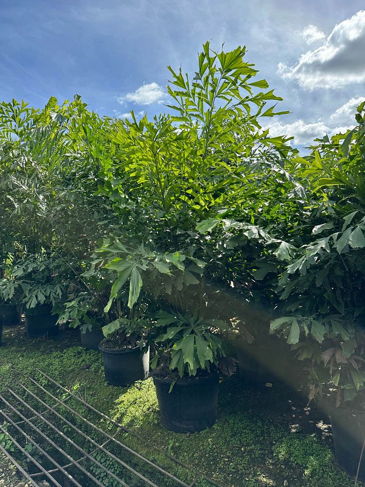 caryota-mitis-fishtail-palm