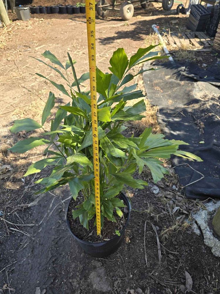 caryota-mitis-fishtail-palm