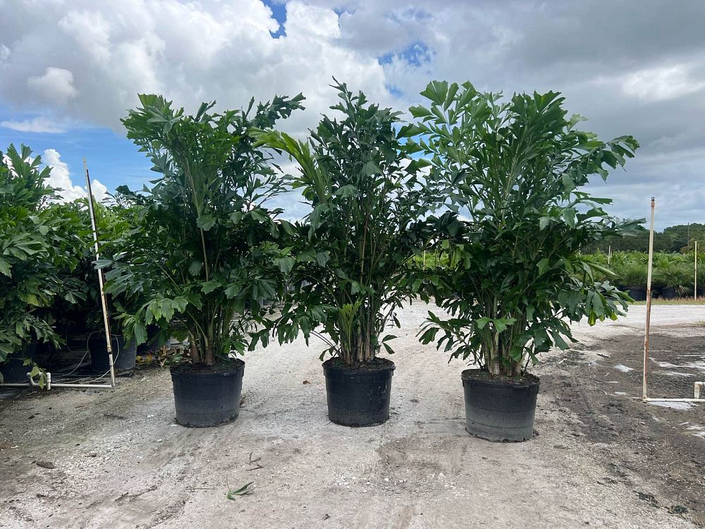 caryota-mitis-fishtail-palm
