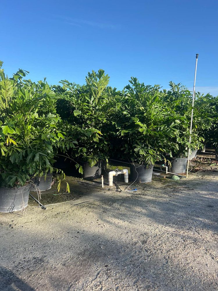 caryota-mitis-fishtail-palm
